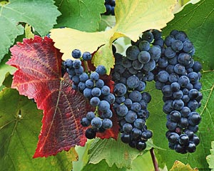 Table grapes must be harvested at the right time